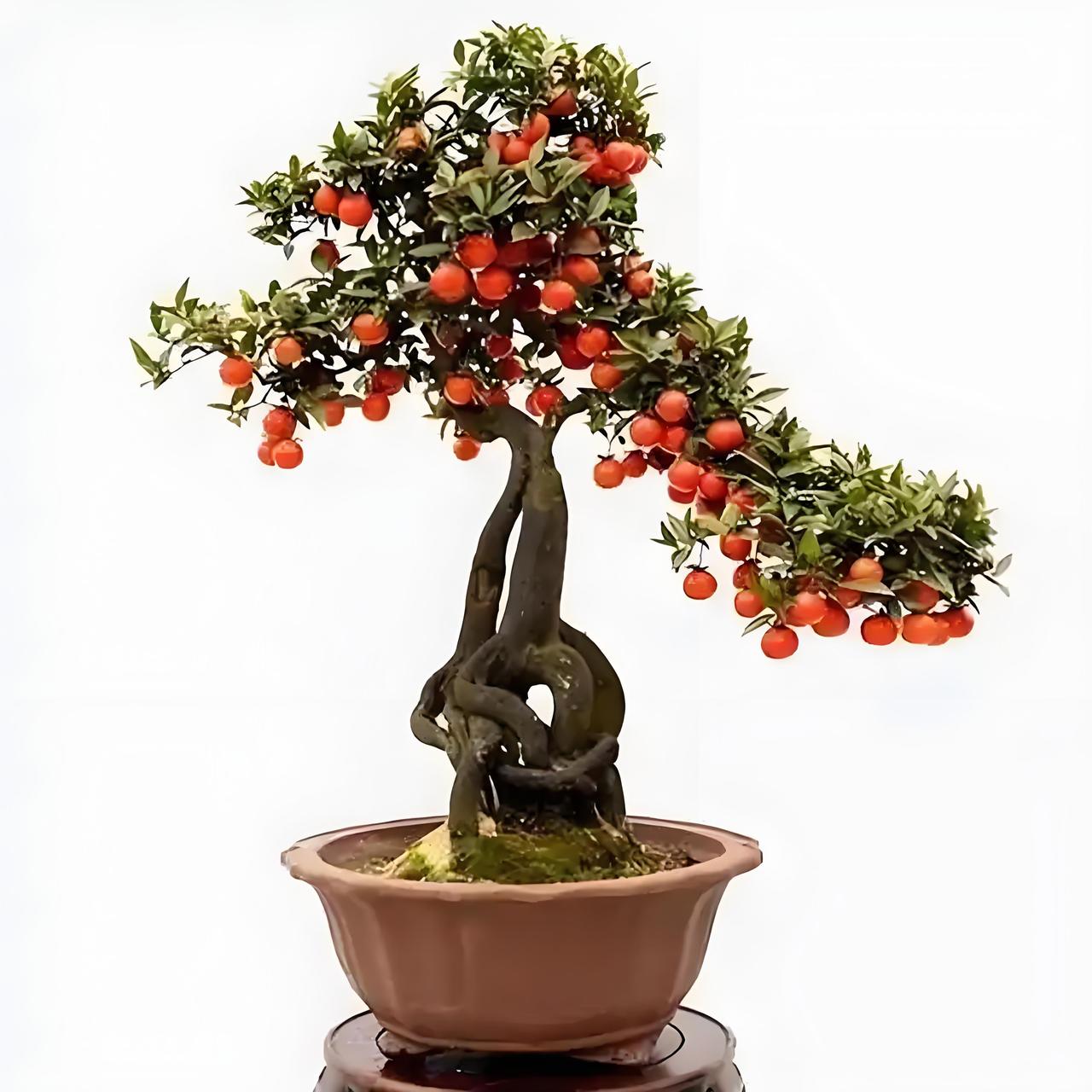 最近听说湖北十堰发现千年金弹子，有人说最少值3亿。金弹子可是超受欢迎的盆景素材，