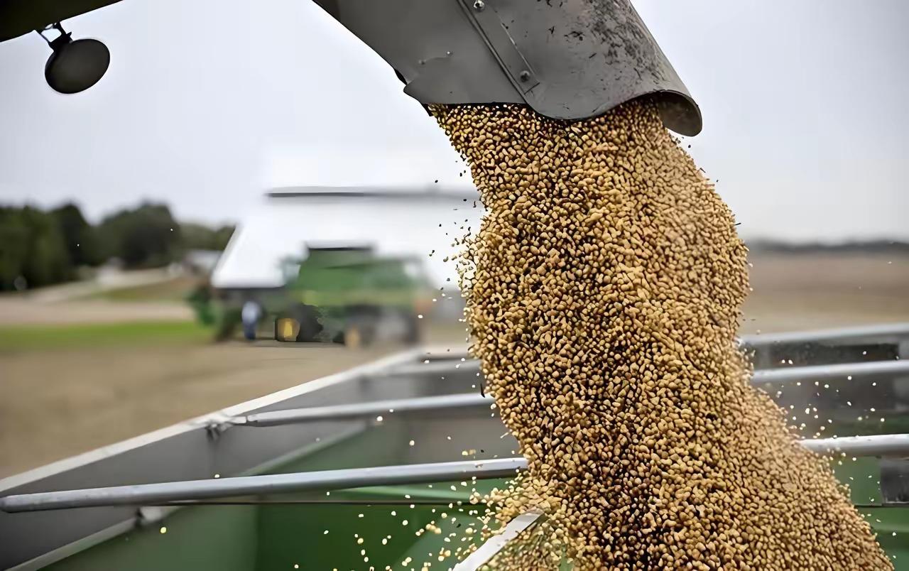 中国送来的3万吨大米已经到了古巴，这一下解决了当地眼下最大的一块心病。比起往常的