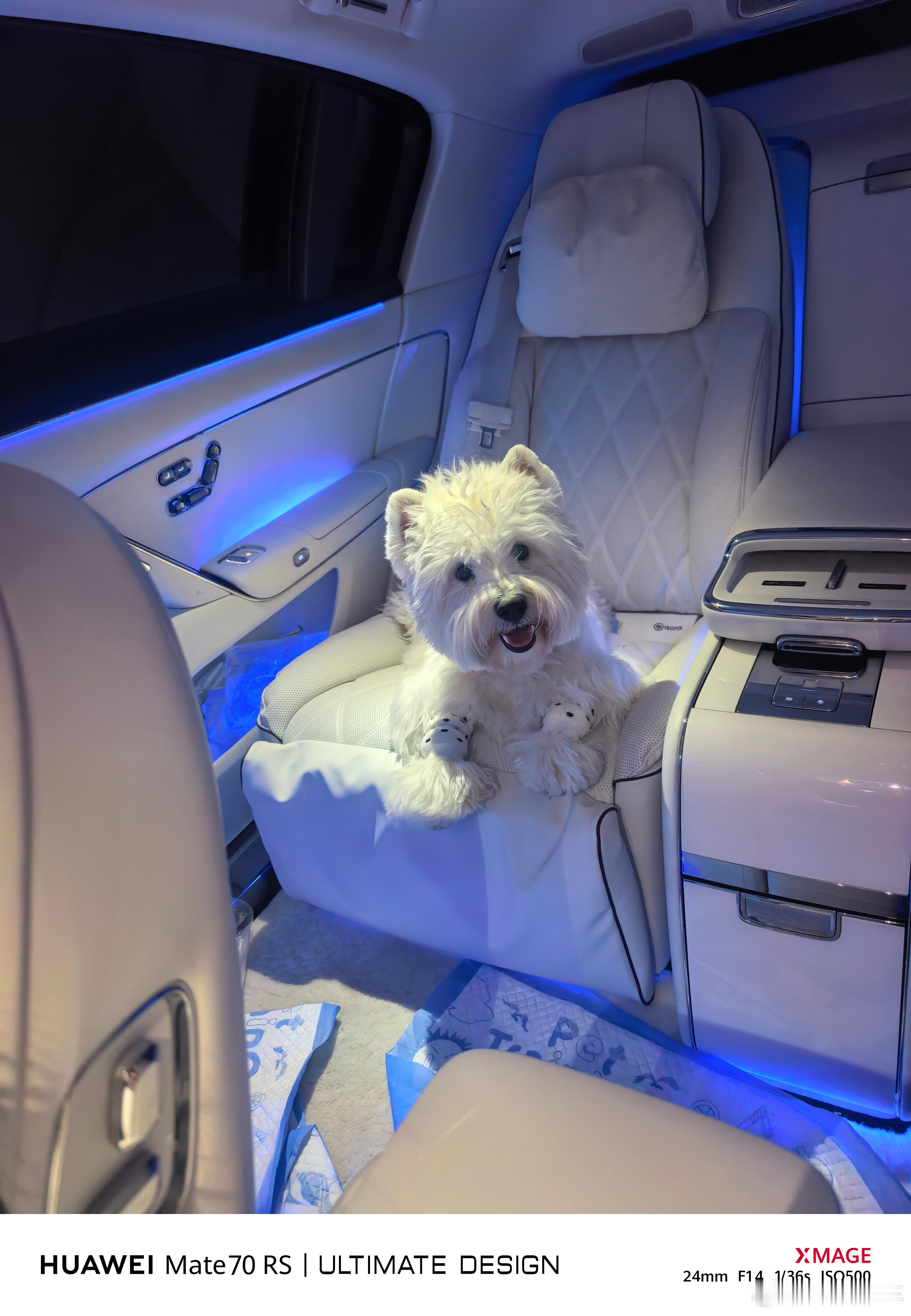 尊界S800对宠物太友好了识别到有财在车里，自动把空调打开了