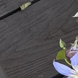 ‎每日一善🍃种植🍃诜冬铁线莲被誉为藤本花卉皇后，花型丰富艳丽，藤蔓攀援
