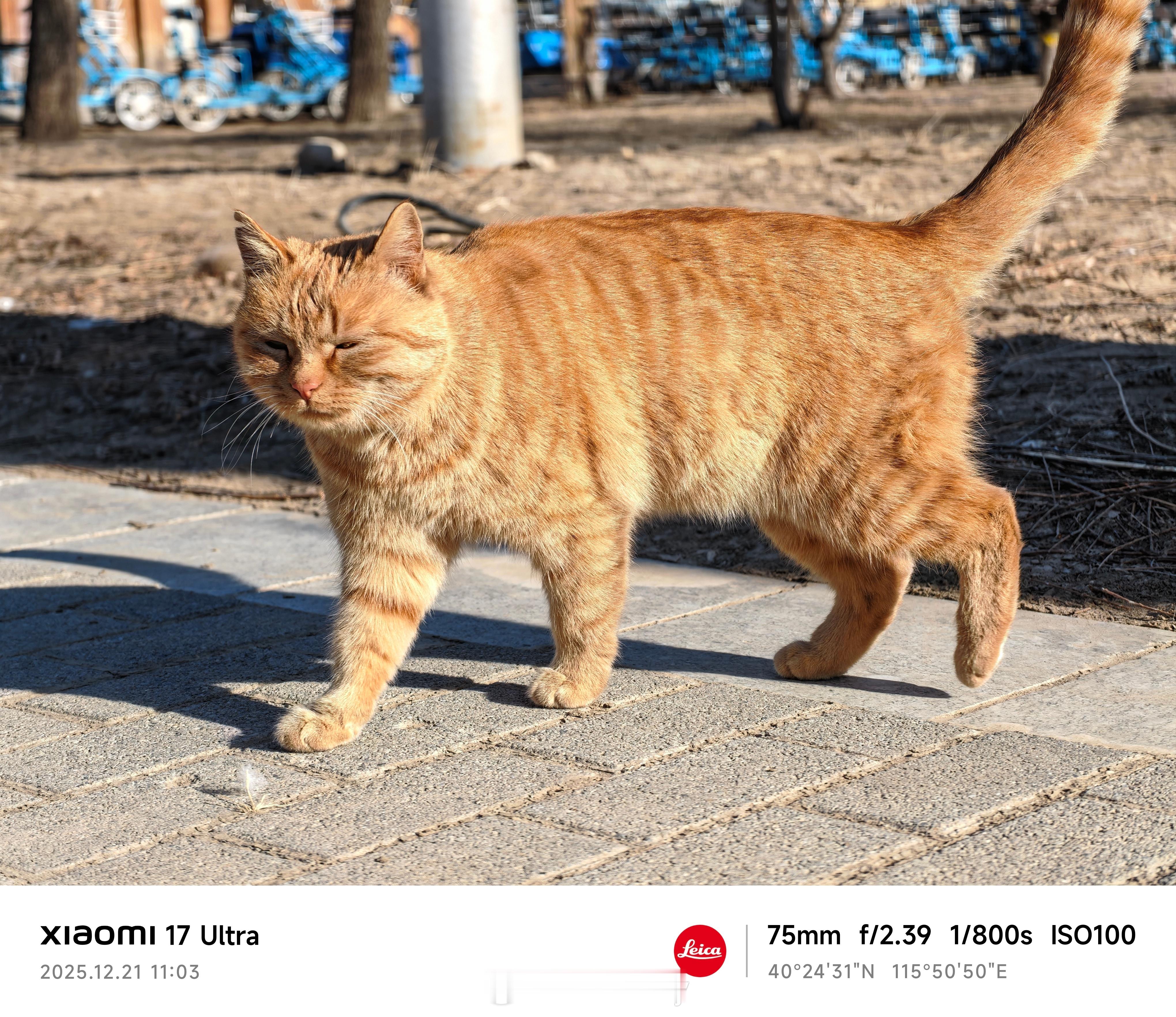 小米17Ultra光变是永远的神。75mm随手拍，黄金焦段，拍猫，拍景都挺