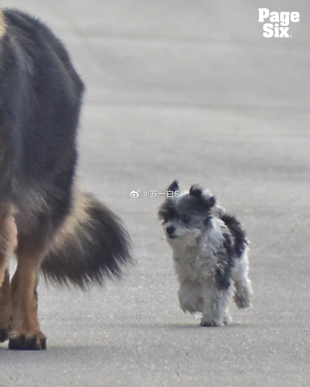 吉娘娘GiseleBündchen被拍到遛娃➕狗➕小小狗（超可爱）👇
