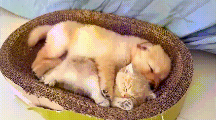 笑不活！小猫咪抢窝大战，结局暖到心窝谁懂啊！一只小狗正舒舒服服在窝里睡大觉