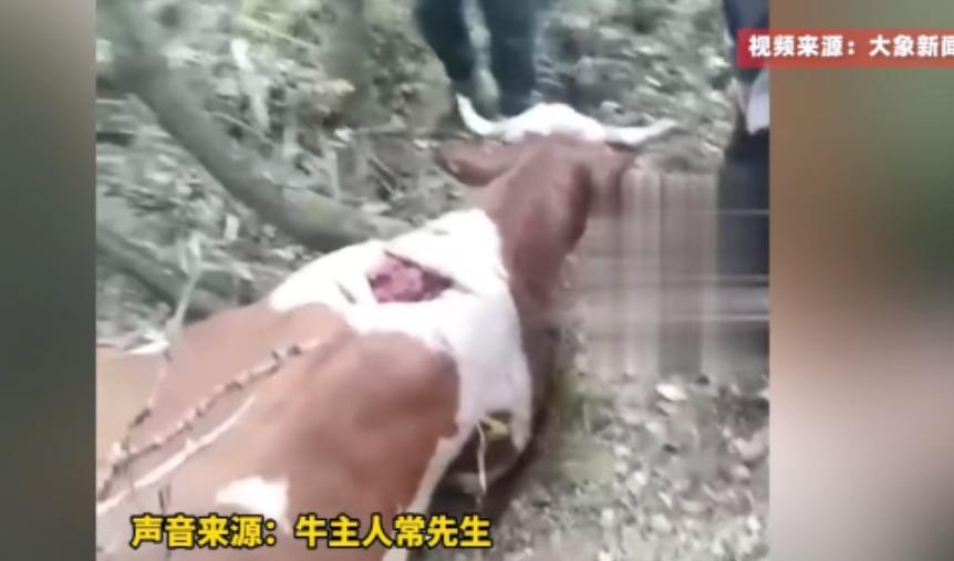 “悲剧还是发生了！”吉林延边，一大叔家的两头成年牛在山林里遭野生老虎突袭，一头当
