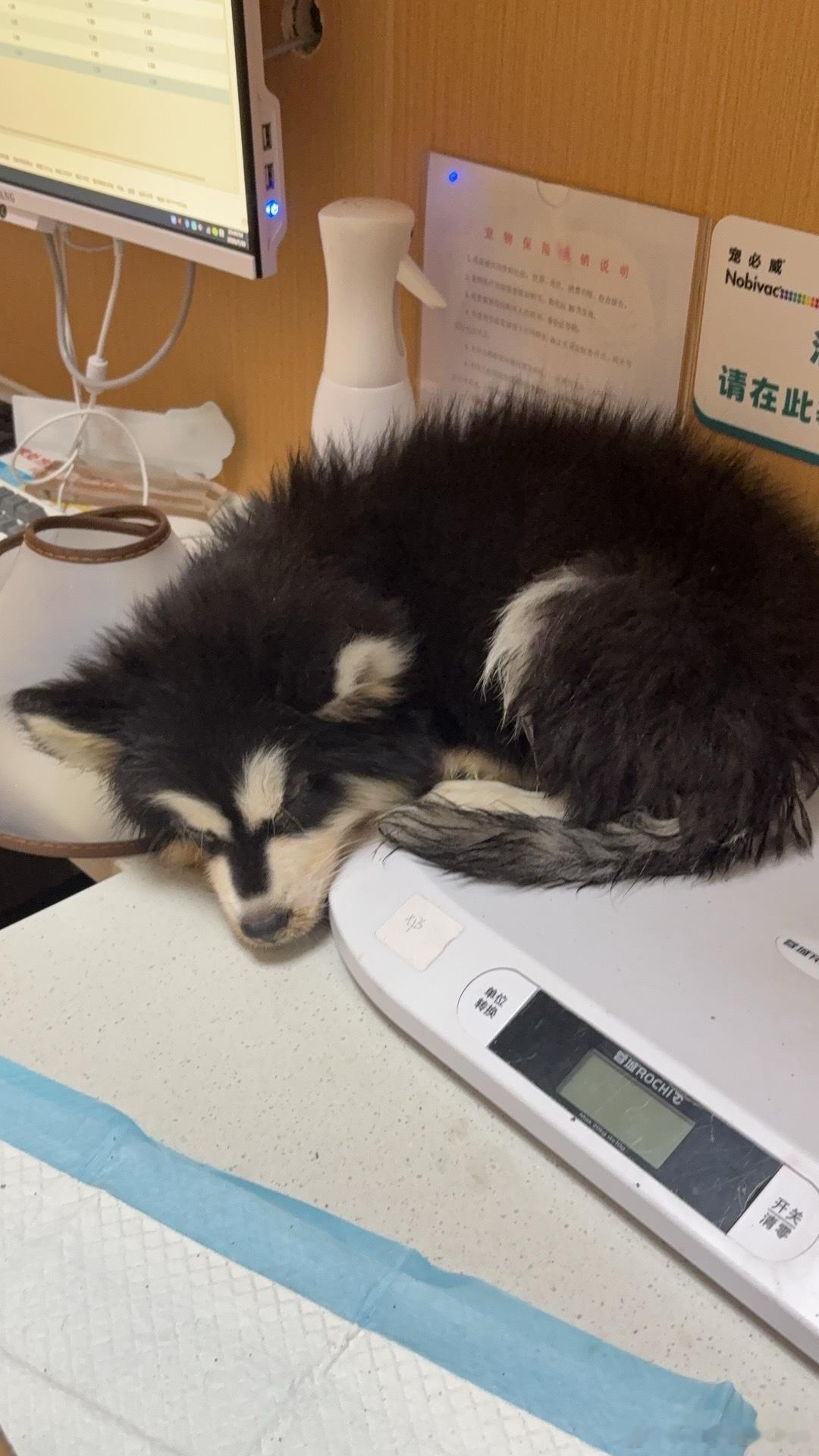 小狗火化了，你不用再努力地拖着病痛的身体在桌上找一块能好好睡觉的地方啦，以后可以