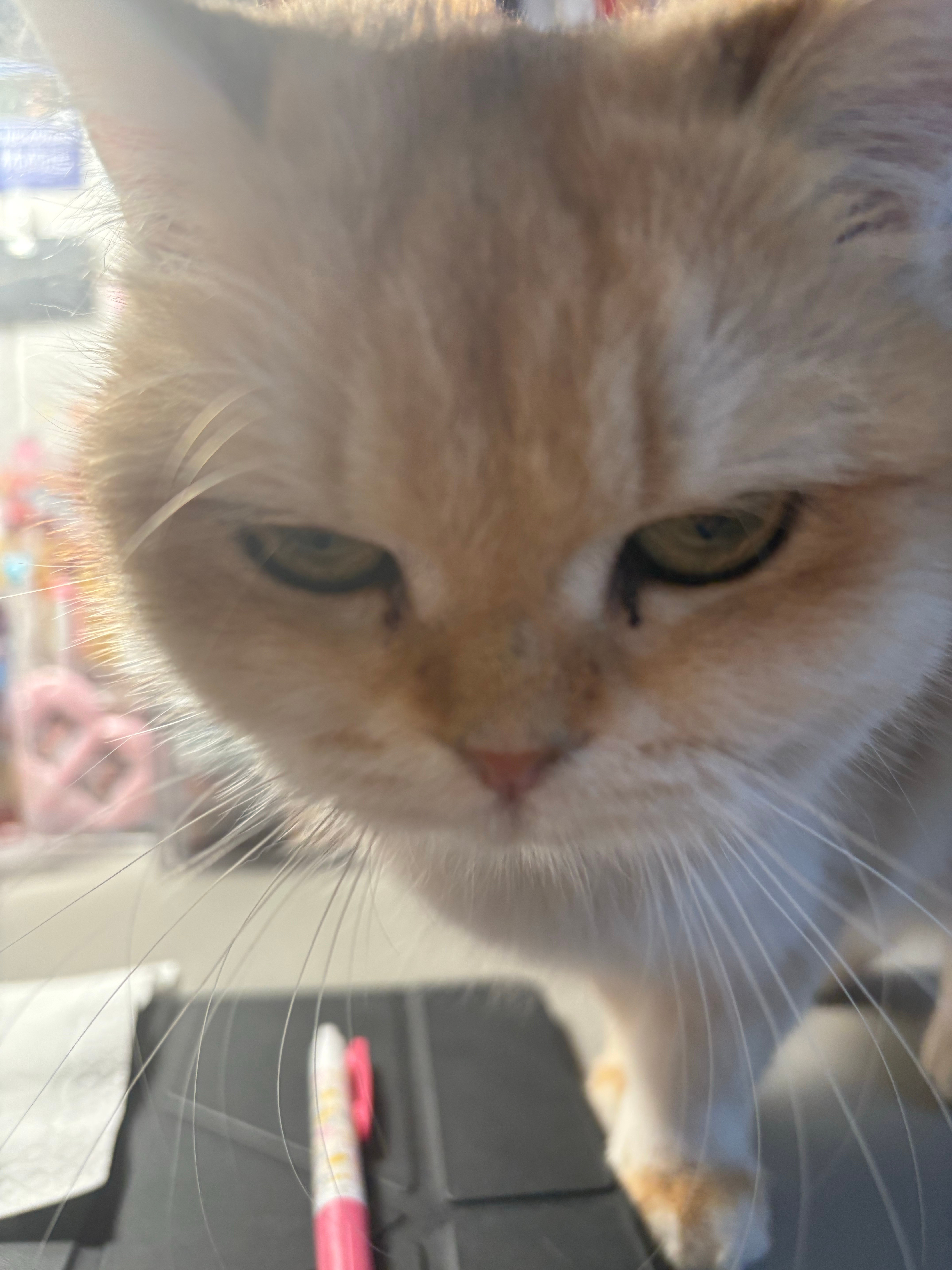 她是清朝第一杀手你敢和她对视十秒吗