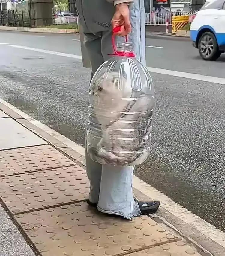 看完图，我思考了很久，这猫是怎么装进去的？真是高手在民间呀！