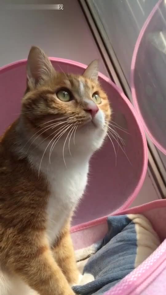 小猫的视频大全高清 9525506159610416652.jpg?id=0