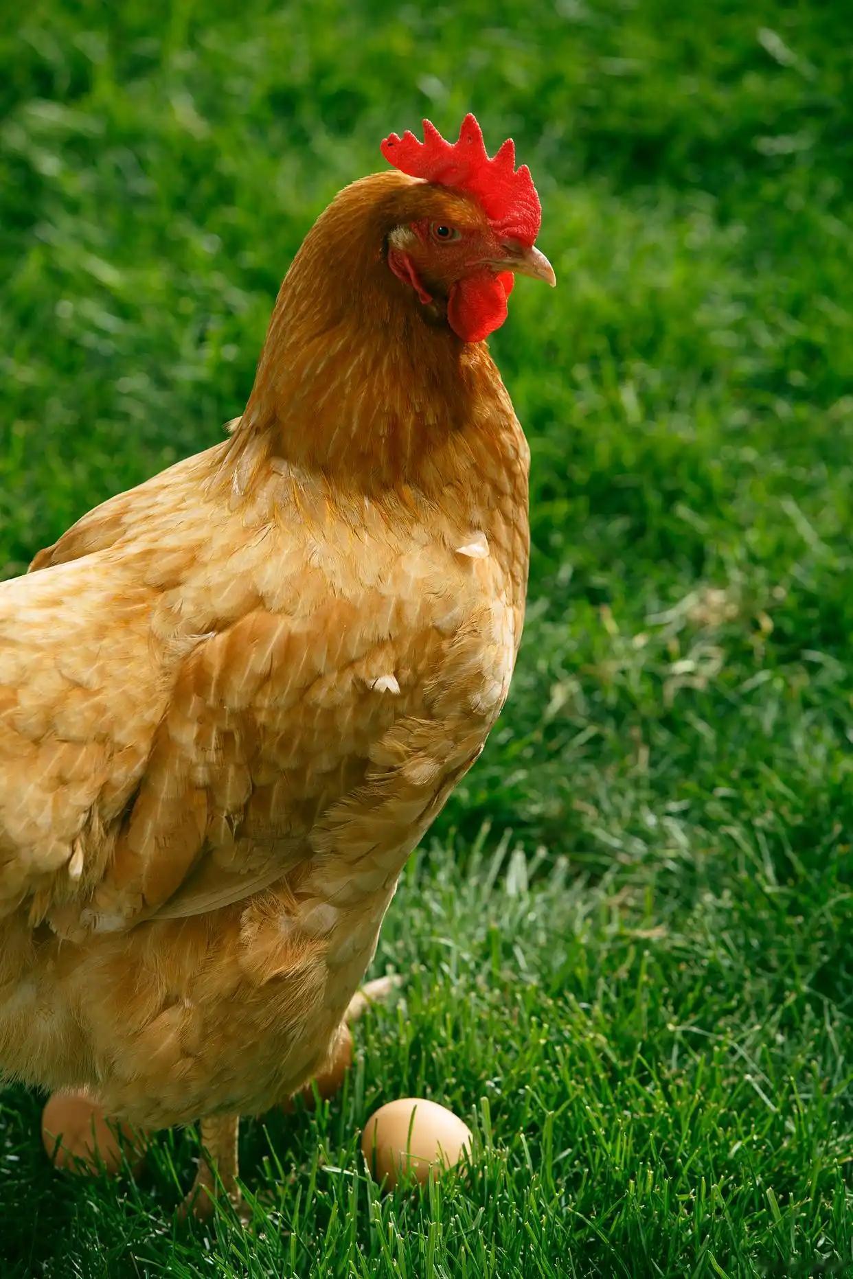 天下之大无奇不有，一只即将临死的母鸡，只因学会了在马桶上厕所，得以成为女主人的宠