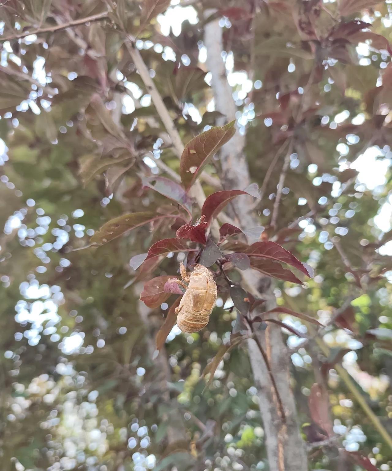 爬到树叶上搞倒挂金钩，这样也能完成金蝉脱壳，爪子有这么强的抓力吗？