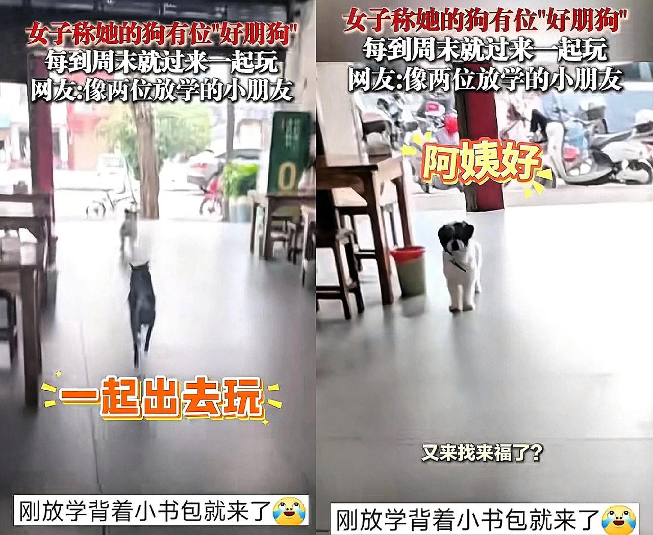 “太有灵性了！”贵州，女子看到一只狗来到家里。突然，她对楼上喊:“来福，你朋友