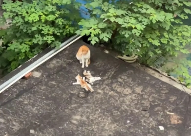 流浪猫目睹幼崽被抛尸河中！冒死捞起摆齐守护，警惕张望让人心碎