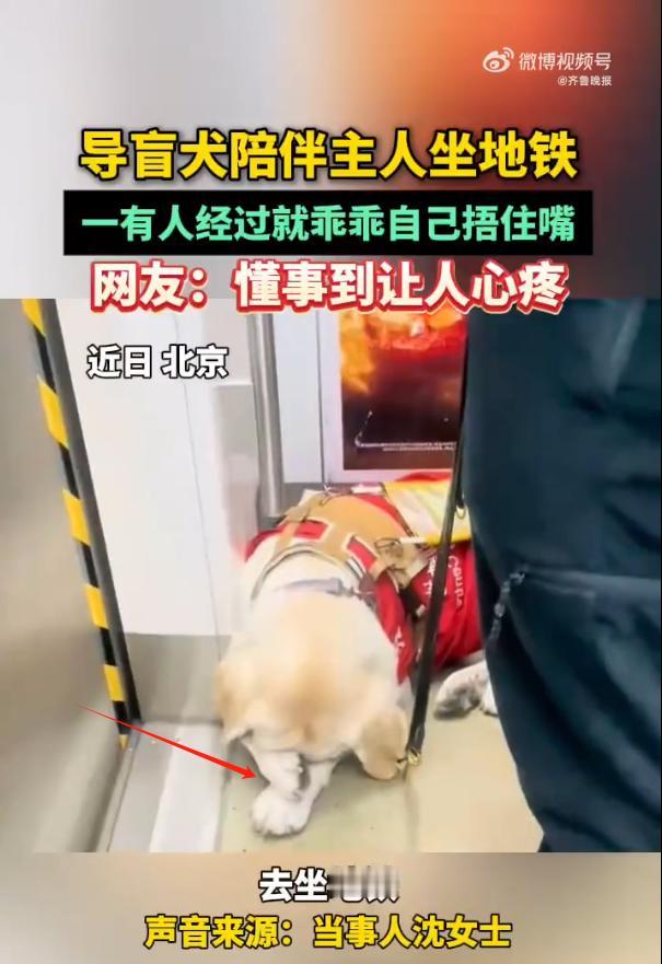 导盲犬的暖心小举动，太治愈啦！ 1月23日，北京的沈女士在搭乘地铁时发现一名