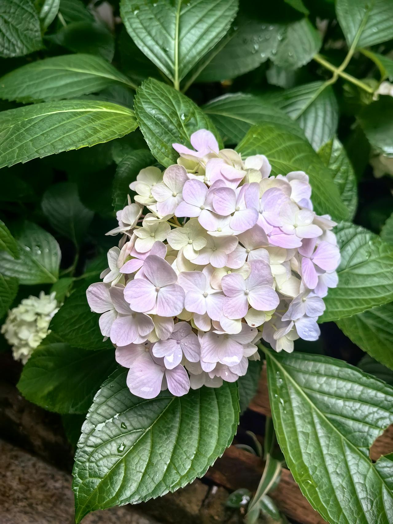 雨后，花坛里的绣球花愈发美丽！浅粉渐变淡紫的花色，清新柔和，是我喜欢的淡雅风格。