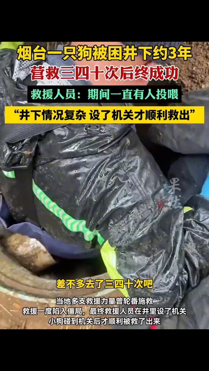 烟台一只狗被困井下约3年，营救三四十次后终成功。烟台花臂动物救援队队员赵先生：