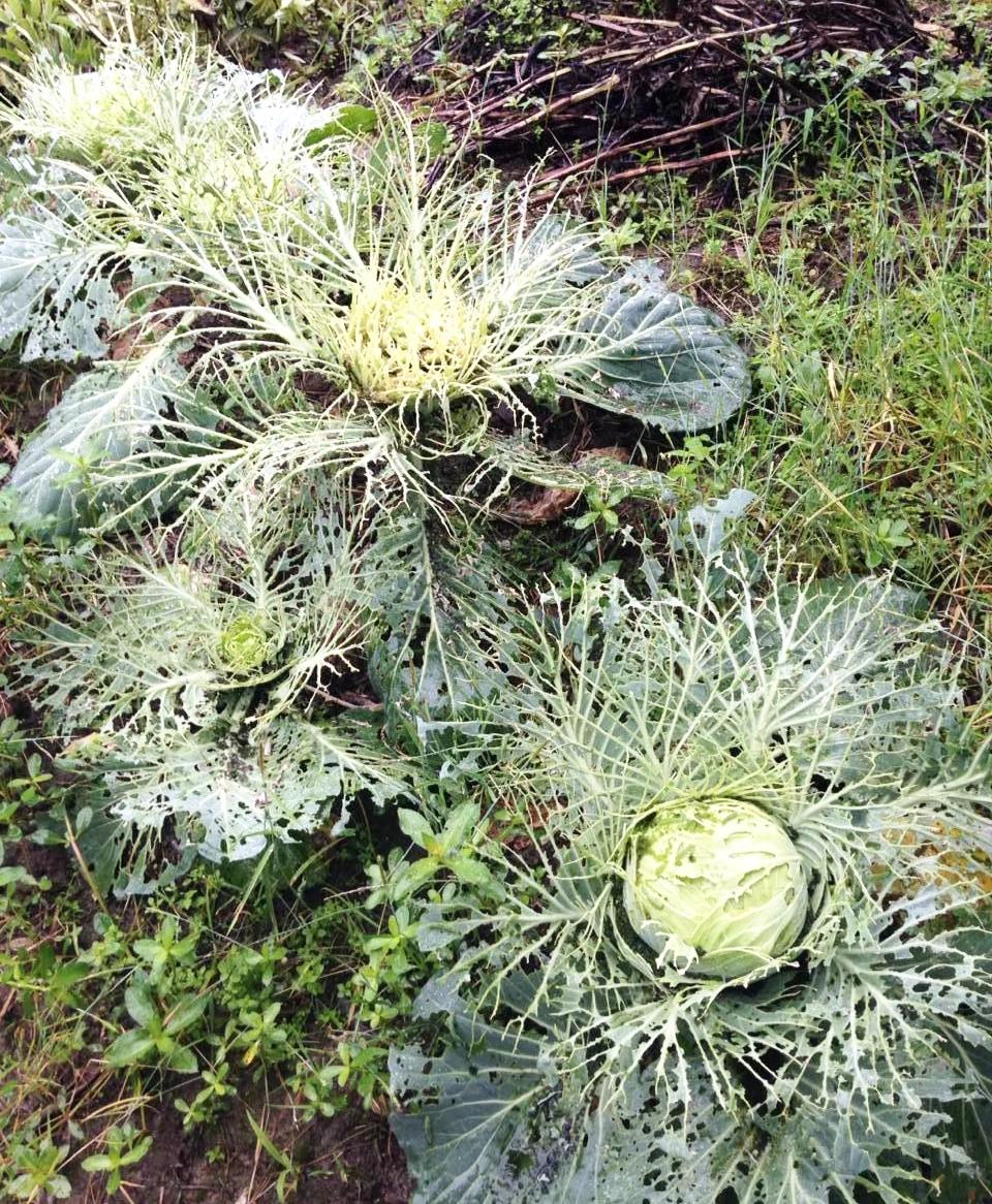都说包菜打农药多，看来属实！看看这些没打农药的包菜，被虫子啃成啥样了！看来以后