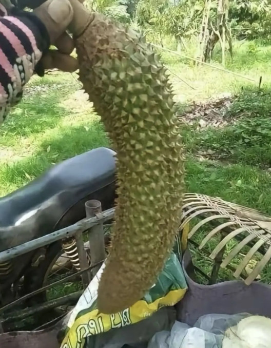闺蜜家看到的，她说捡的。