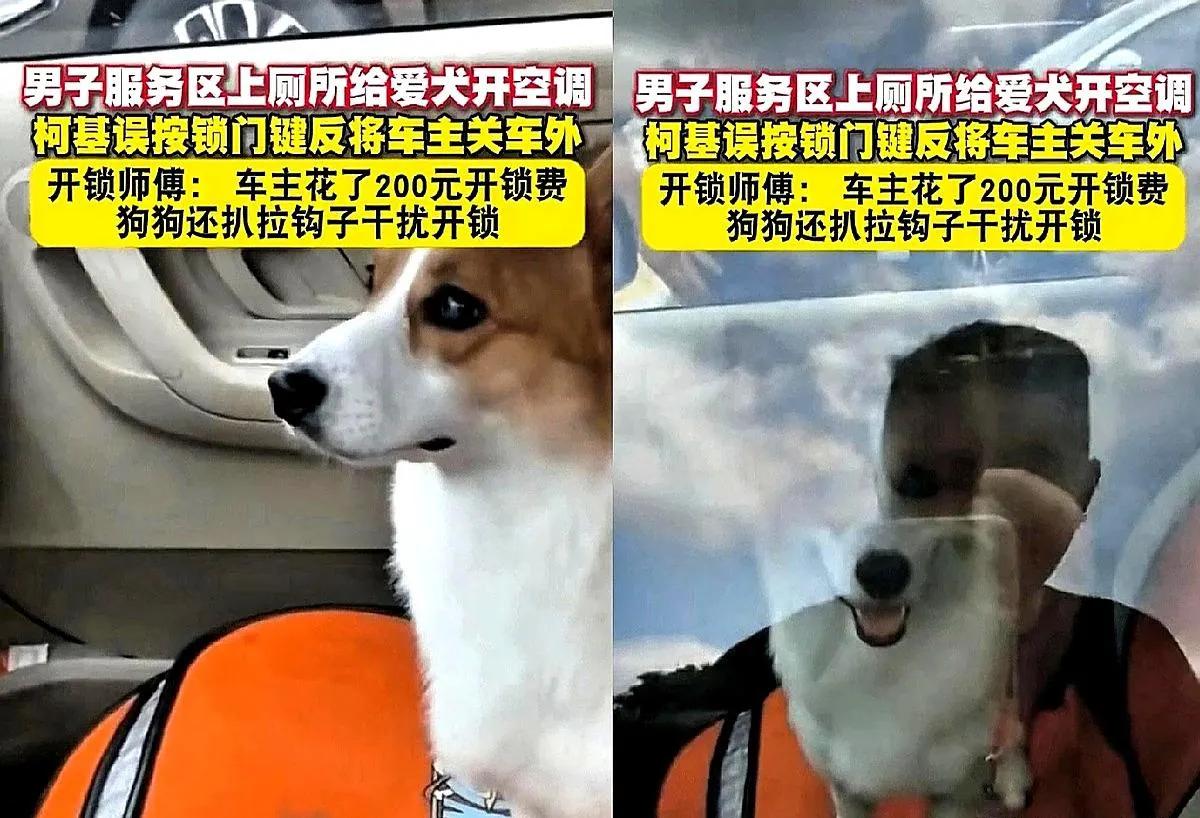 “笑不活了！”重庆，一哥们在服务区停好车跑去厕所，把空调留给狗狗开着。结果他刚