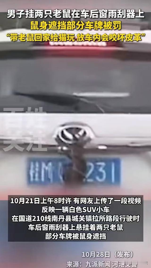 广西南丹县，男子抓了2只老鼠，想着家里的猫爱玩老鼠，就将老鼠绑在后窗雨刮器上，准