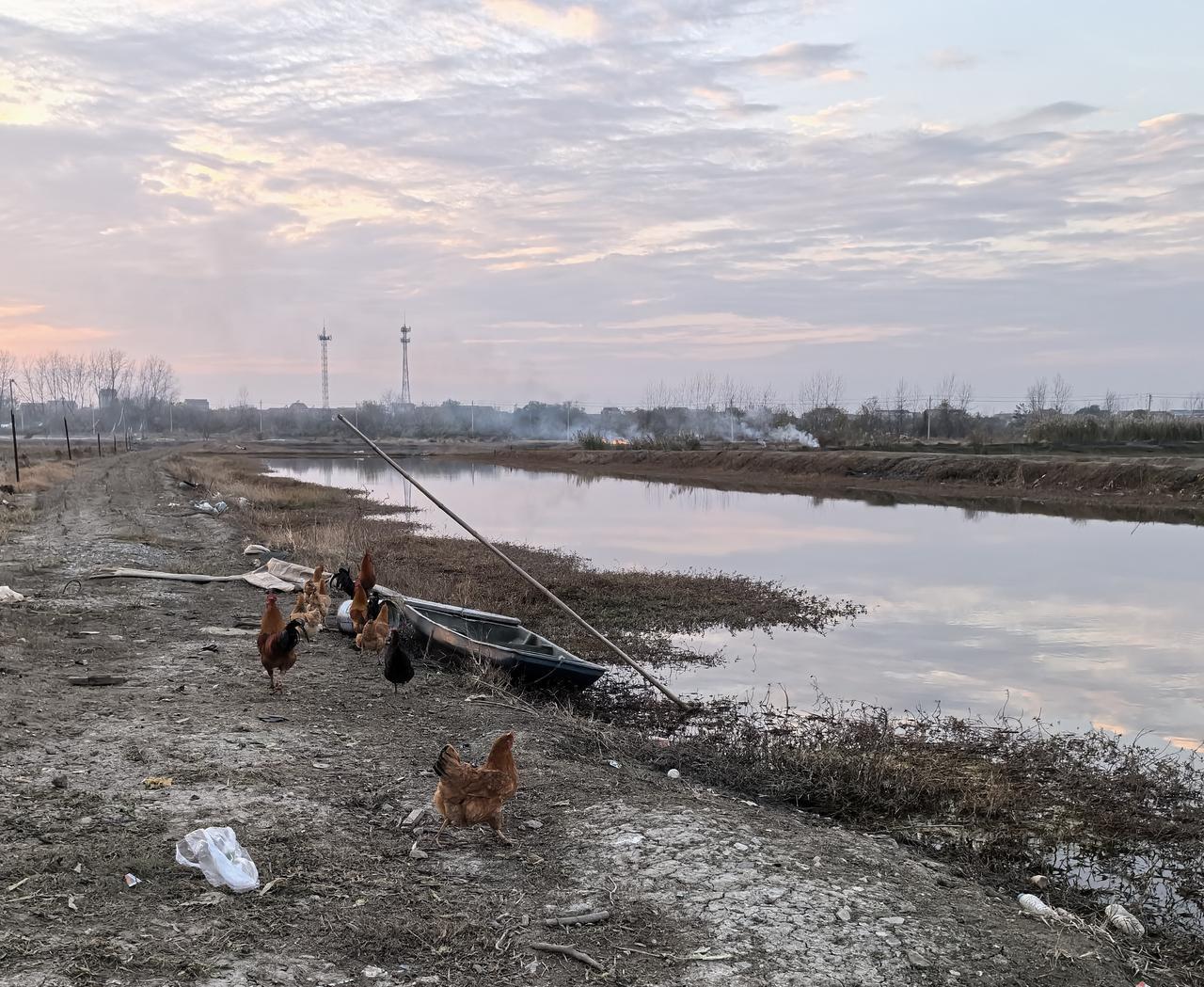 说说土鸡蛋和“洋鸡蛋”的区别回了一趟老家，嫂子装了一筐子土鸡蛋让带回来。