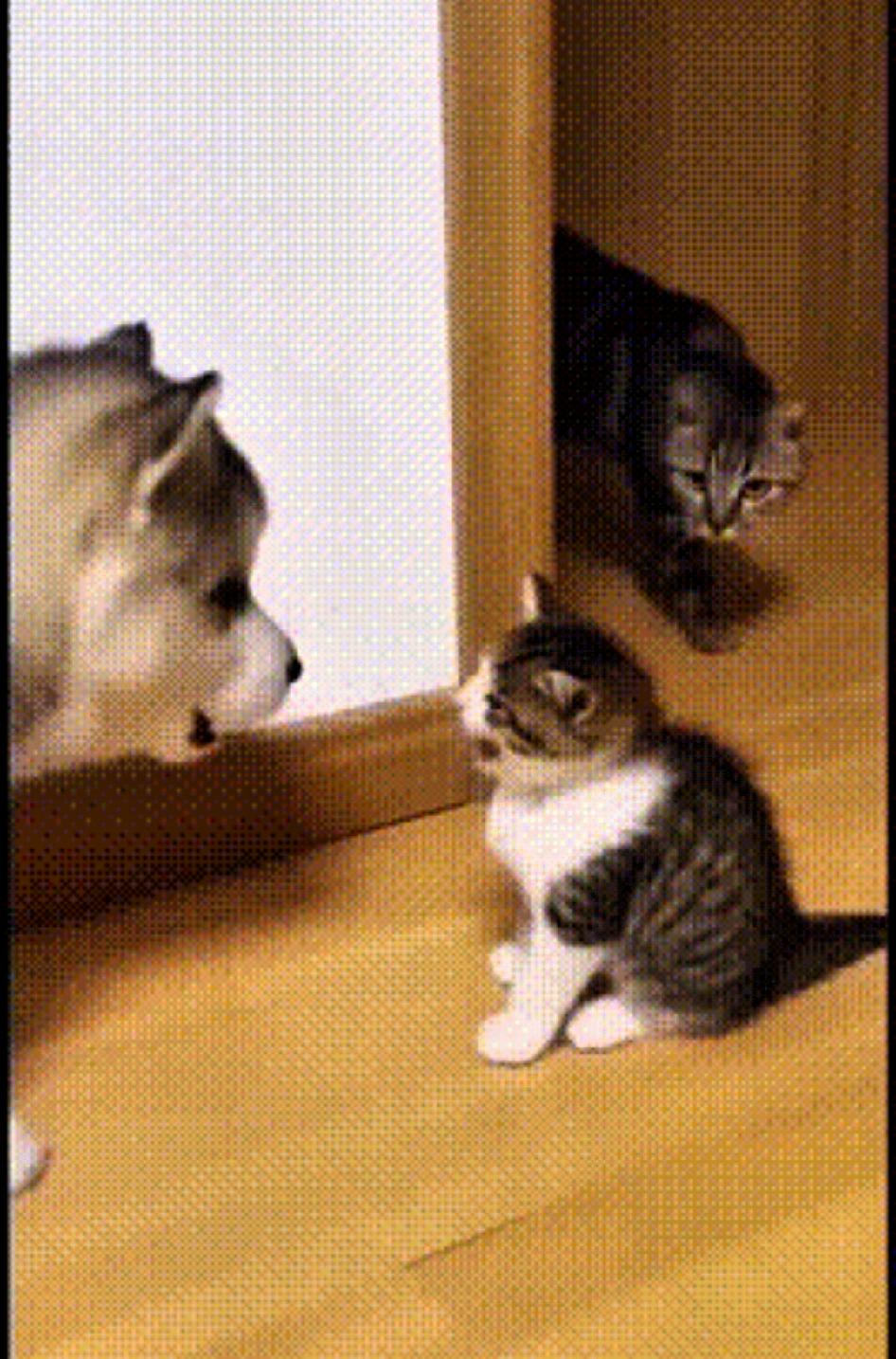 这狗太能演了今天刷到猫狗视频，不是啥激烈场面，是这狗的“变脸+认怂+讨好”一