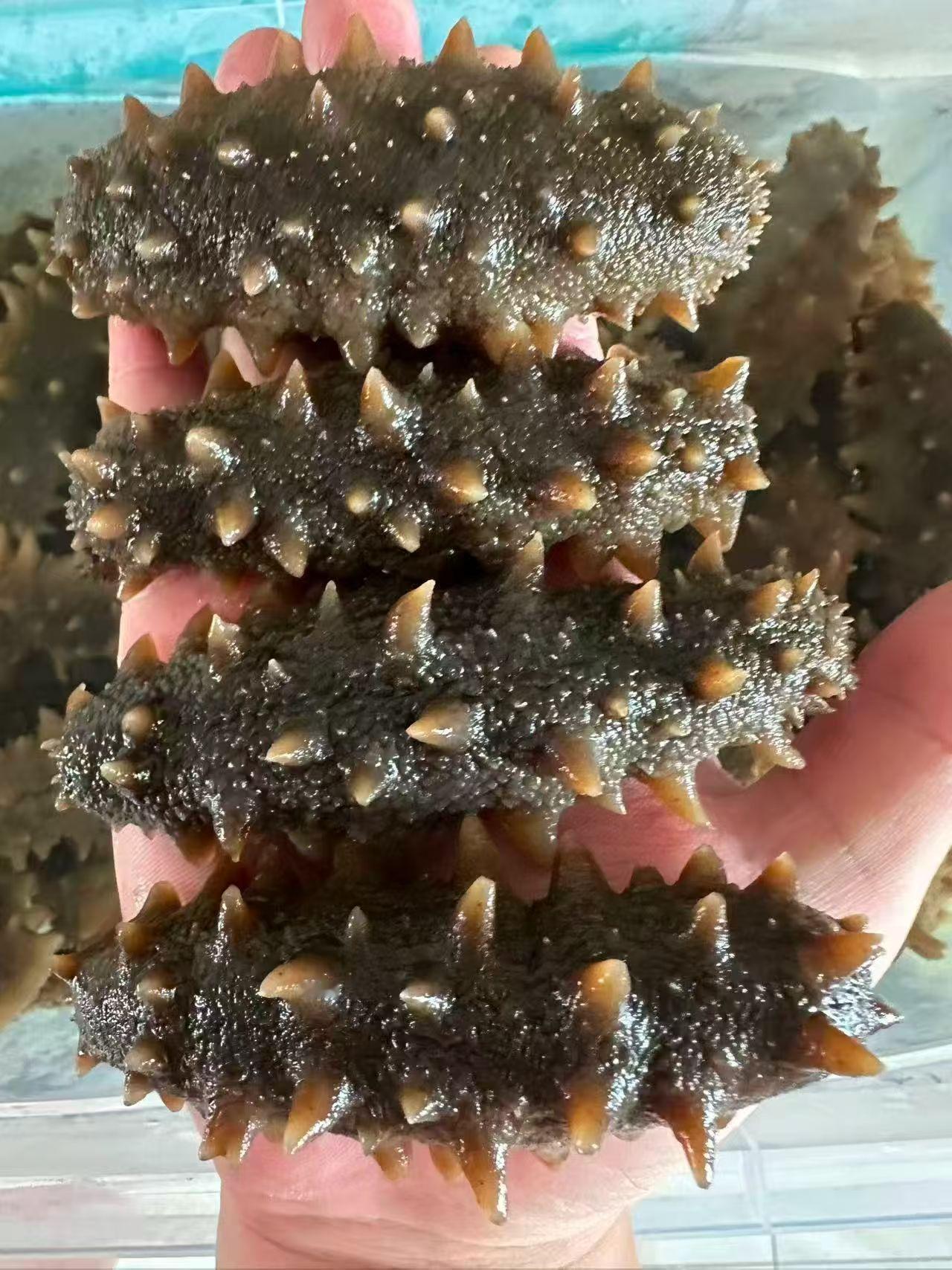 海参的护肤好处，不止补胶原这么简单海参凭借天然丰富的营养，堪称肌肤的“隐形