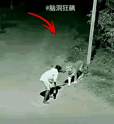 武松打虎前的现场直播，不喝二两马尿都不敢指着老虎鼻子了！