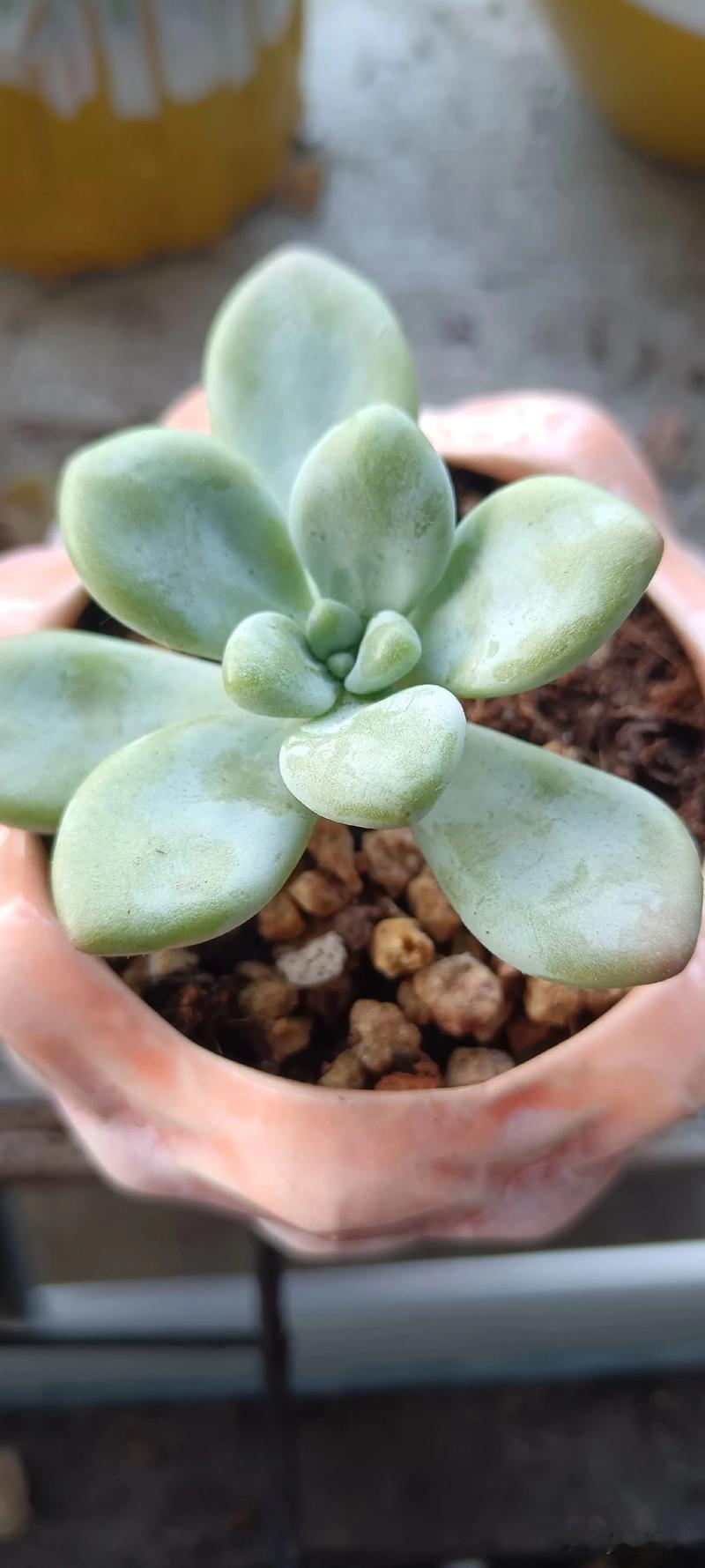 我们村一老头死了，老头有一个养女，还不如养只猫。养女17岁就自己谈了个男朋