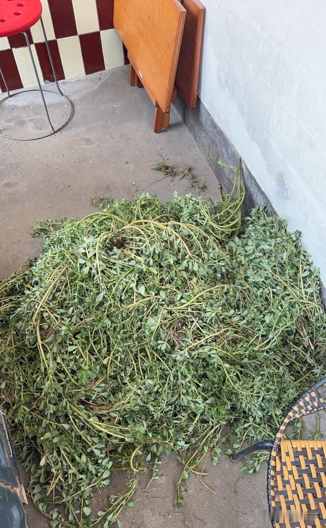 刚从地里拔一大堆马齿苋，我寻思这野草直接喂猪算了，家人立马瞪我一眼。