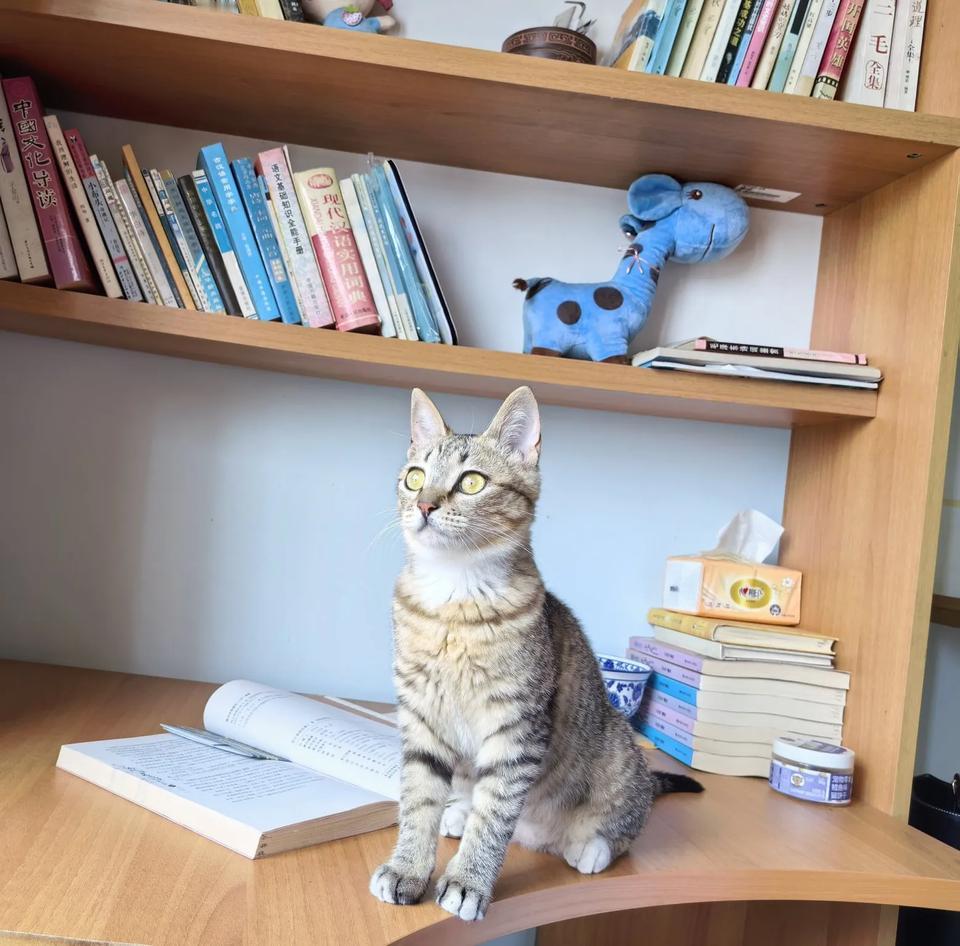 这个猫猫最好看了！养猫猫优点太多了，爱干净，颜值高，毛绒绒，能治愈，吃的少，又可