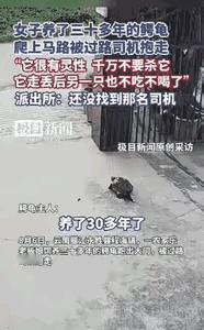 太遗憾了！云南丽江，一女子养了30年的乌龟突然不见了，女子找遍了家里的每个角落也