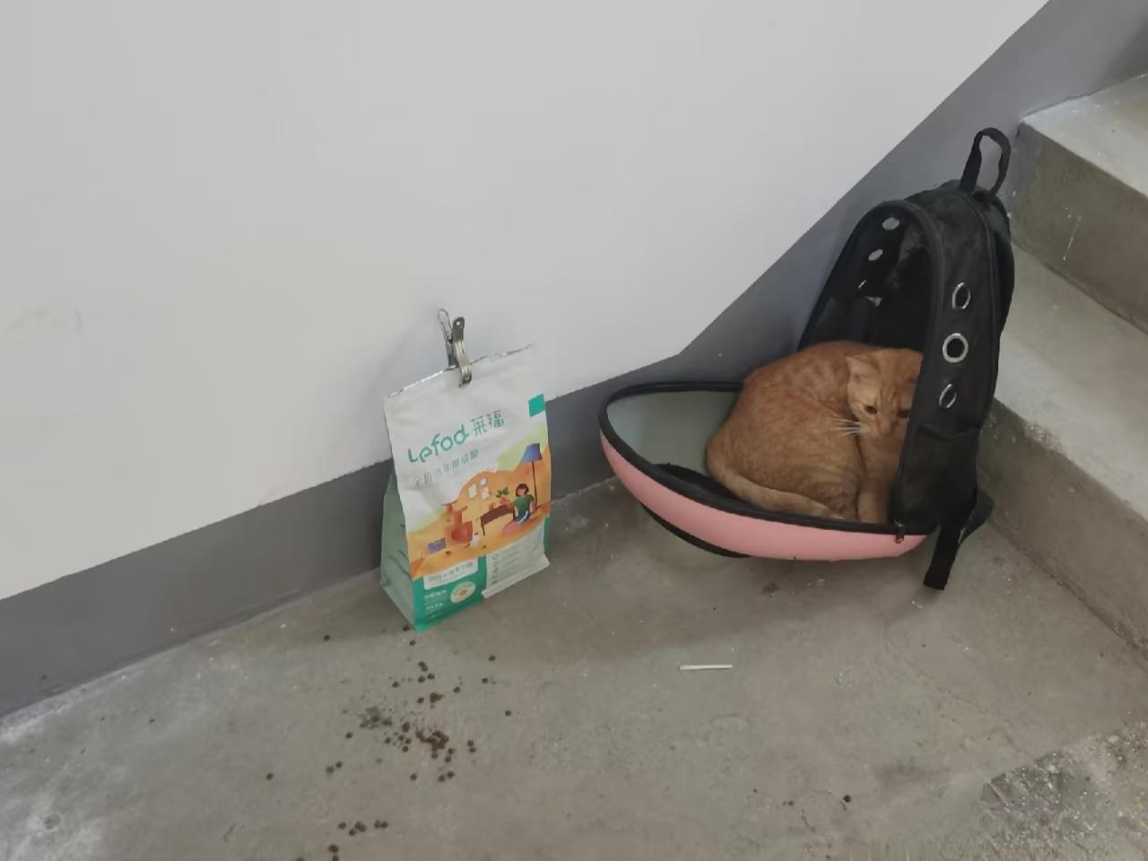 可怜的小猫和自己的全部家当，就这样在大冬天被主人一起遗弃了，看得人心里真不是