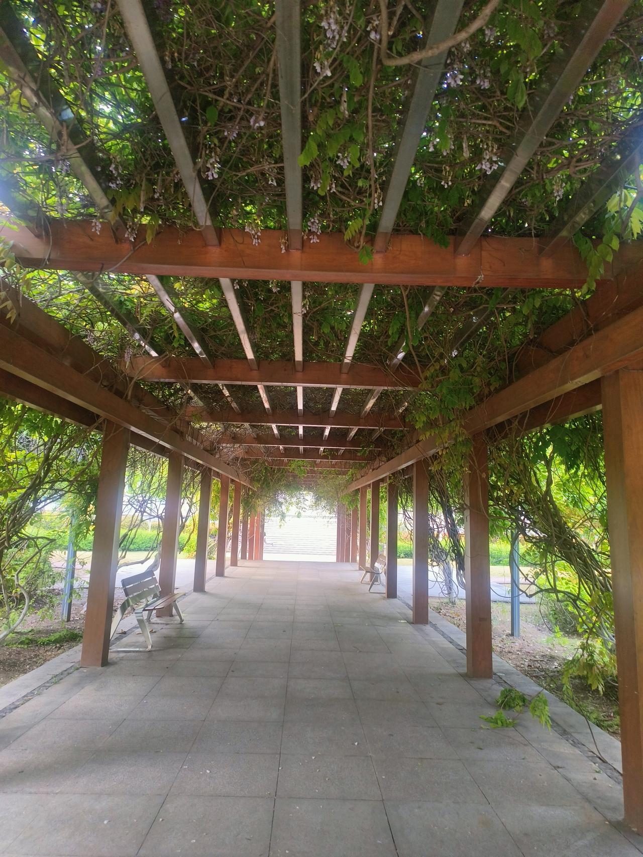 洞山老市委已成为市民们休闲娱乐场所了，原市政府大楼与市委大楼之间有一廊藤蔓非常好