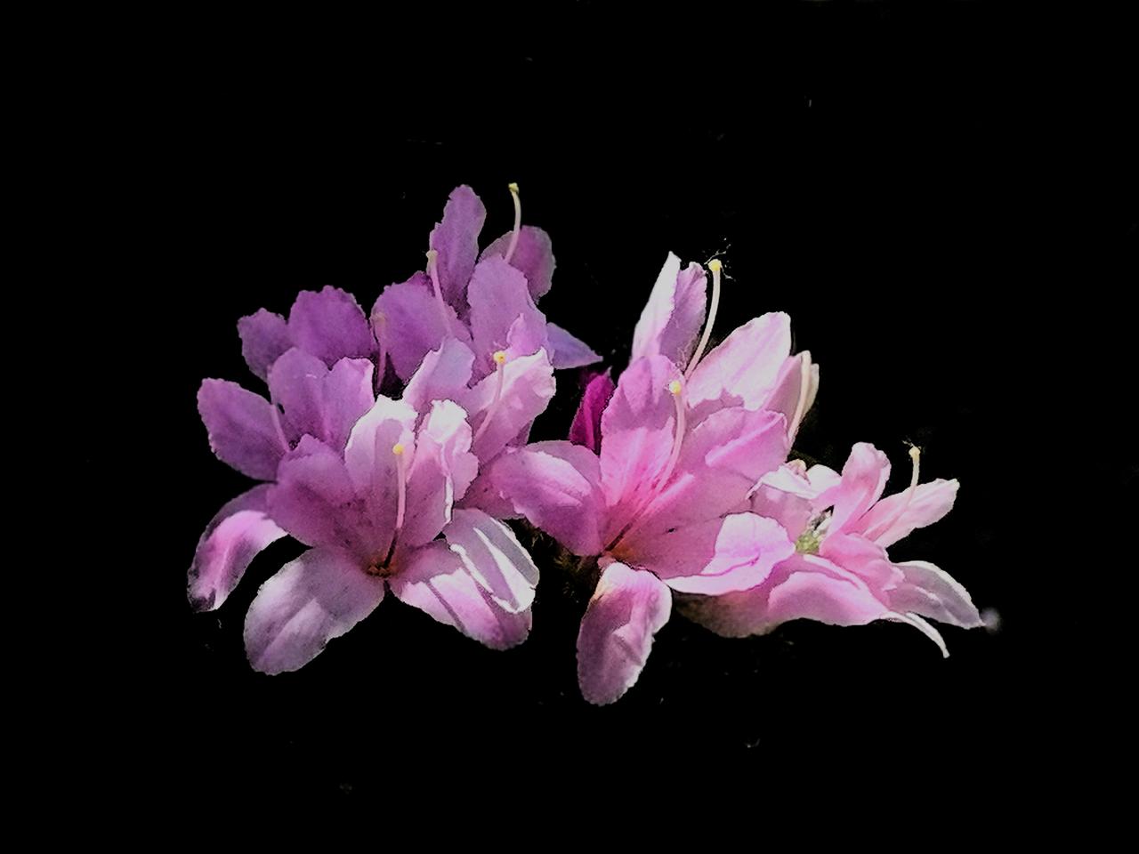 浅粉色杜鹃花，是家乡丹东一带常见的杜鹃花品种。它每朵花，都不大。却紧紧地簇拥在