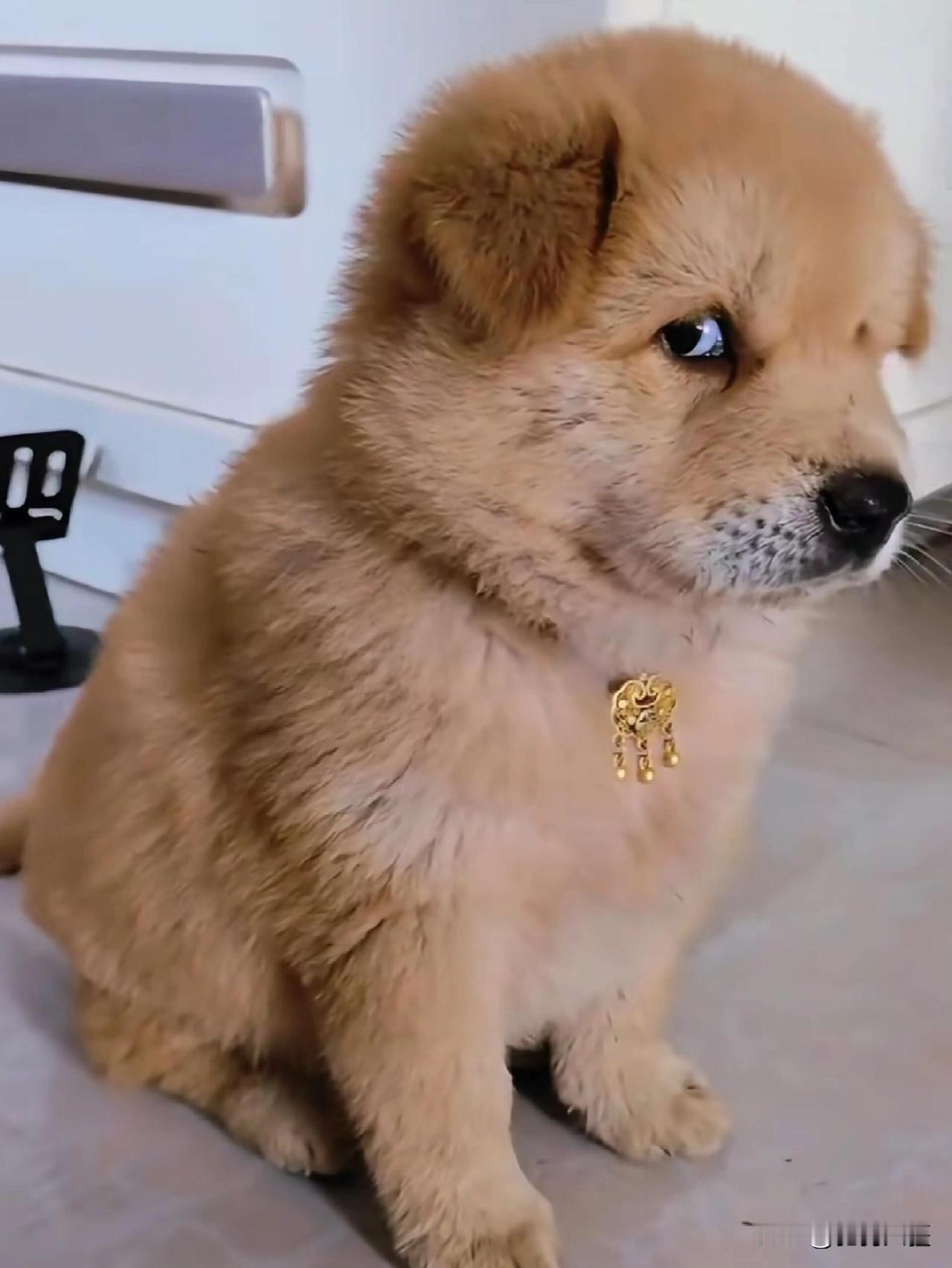 震惊！狗主人尸检报告曝光身上9刀竟无一致命伤，致命一刀是意外！说白了就