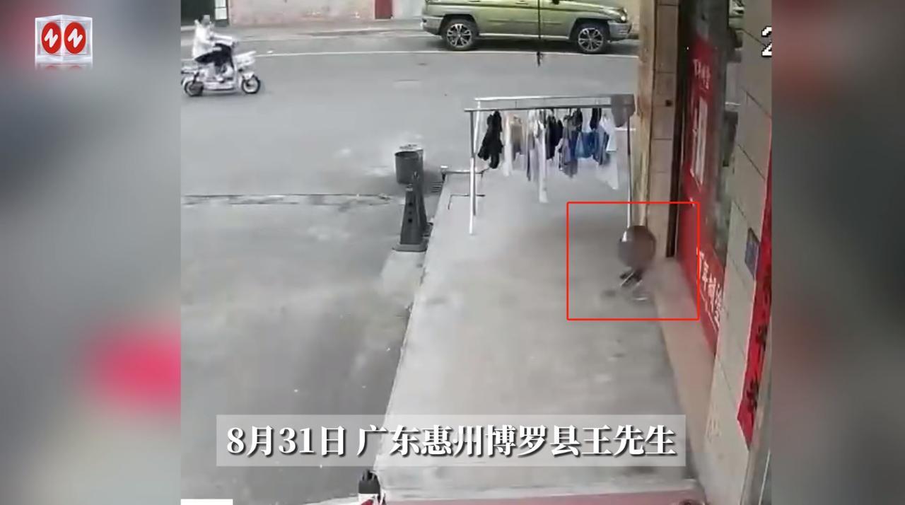 悲剧还是发生了！8月31日，广东惠州，一男子在店里饲养了一只会说话的“八哥”，结