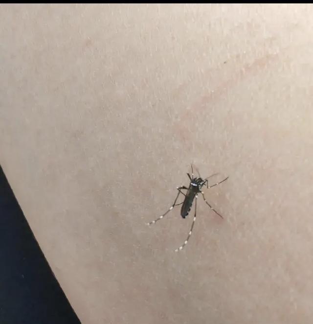 终于弄明白了为什么今年蚊子迎来史诗级加强不是蚊子变异了，也不是它不想走，而是它的