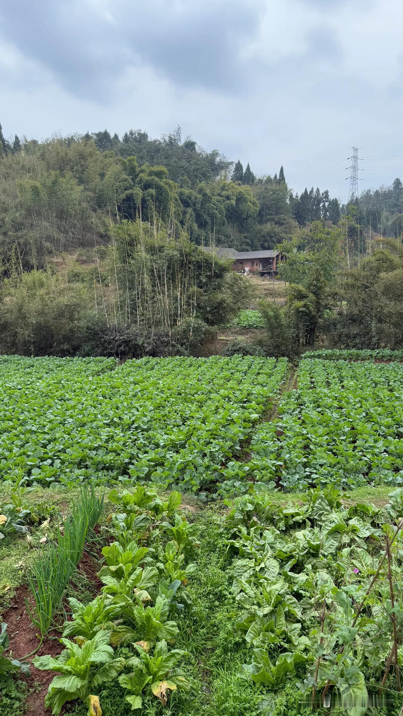 谁有乡村老家的风景发出来看看四川的冬天还是绿油油的！[呲牙笑]