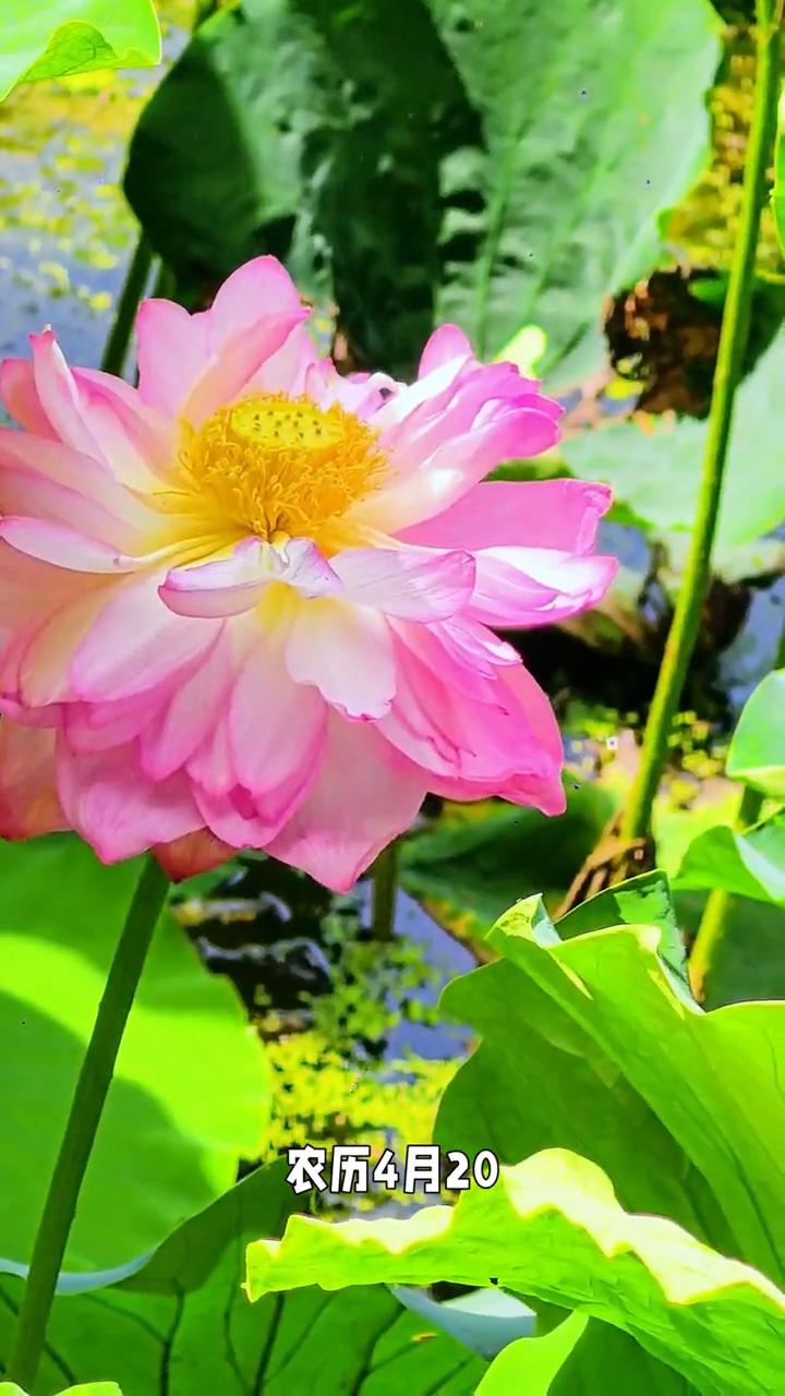 芒种早安问候，抗国慧拉满。6月5日恰逢芒种星期五，农历4月20，夏日第三个节气