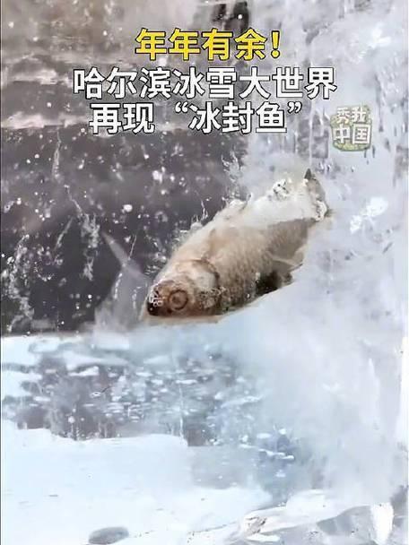 哈尔滨冰雪大世界的冰雕里，竟然“藏”着天然“锦鲤”！最近，很多游客在里面找到了被
