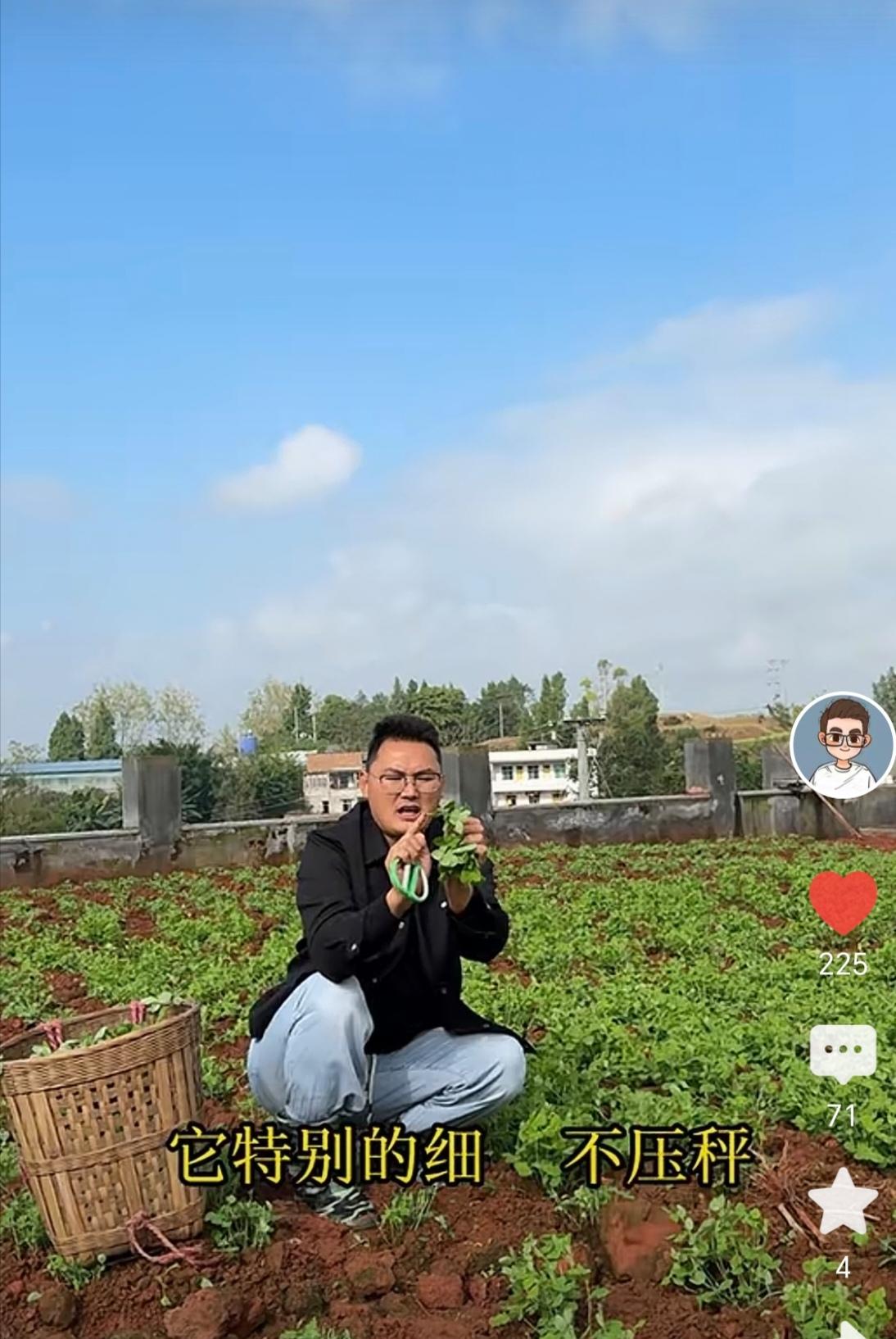 小二娃种的豌豆尖很嫩，长势很好。有粉丝看了绿油油的菜，蓝蓝的天，觉得心情很美