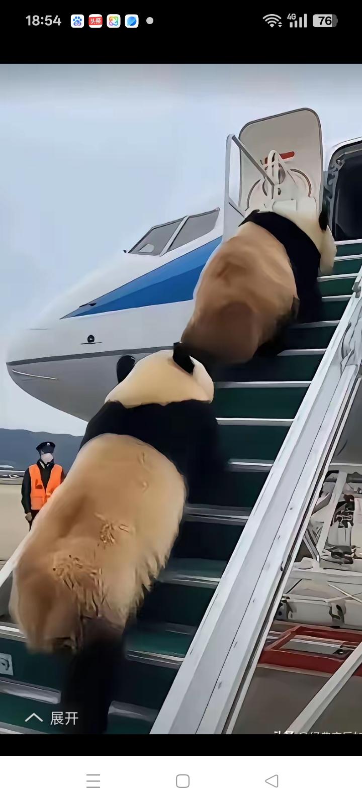 再不回头，租借日本的大熊猫归心似箭。晓晓，蕾蕾晃动着硕大的屁股一步三摇毅然登机