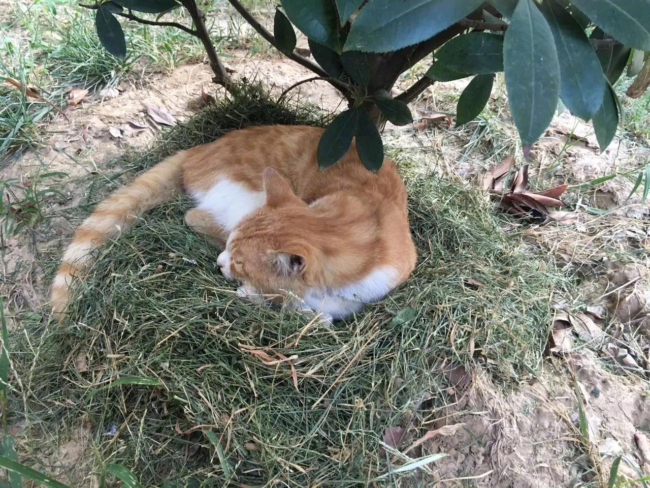 草是除草机刚割的，窝是流浪猫自己铺的，看看人家这手艺，快赶上席梦思了。