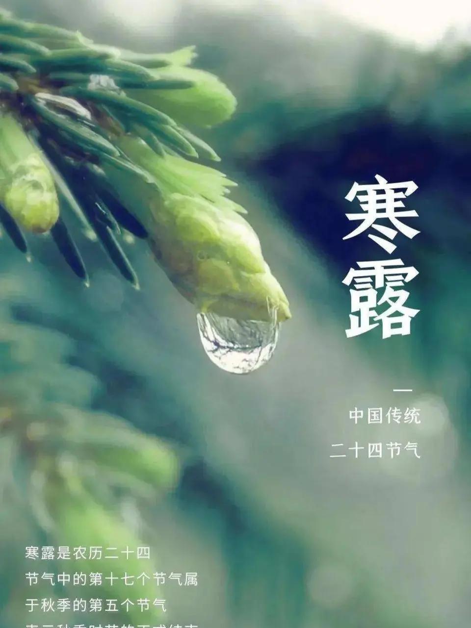 《南吕·金字经》寒露八咏其一·晨露玉颗悬蛛网，素丸跳荻梢，错认珍珠撒野桥。瞧