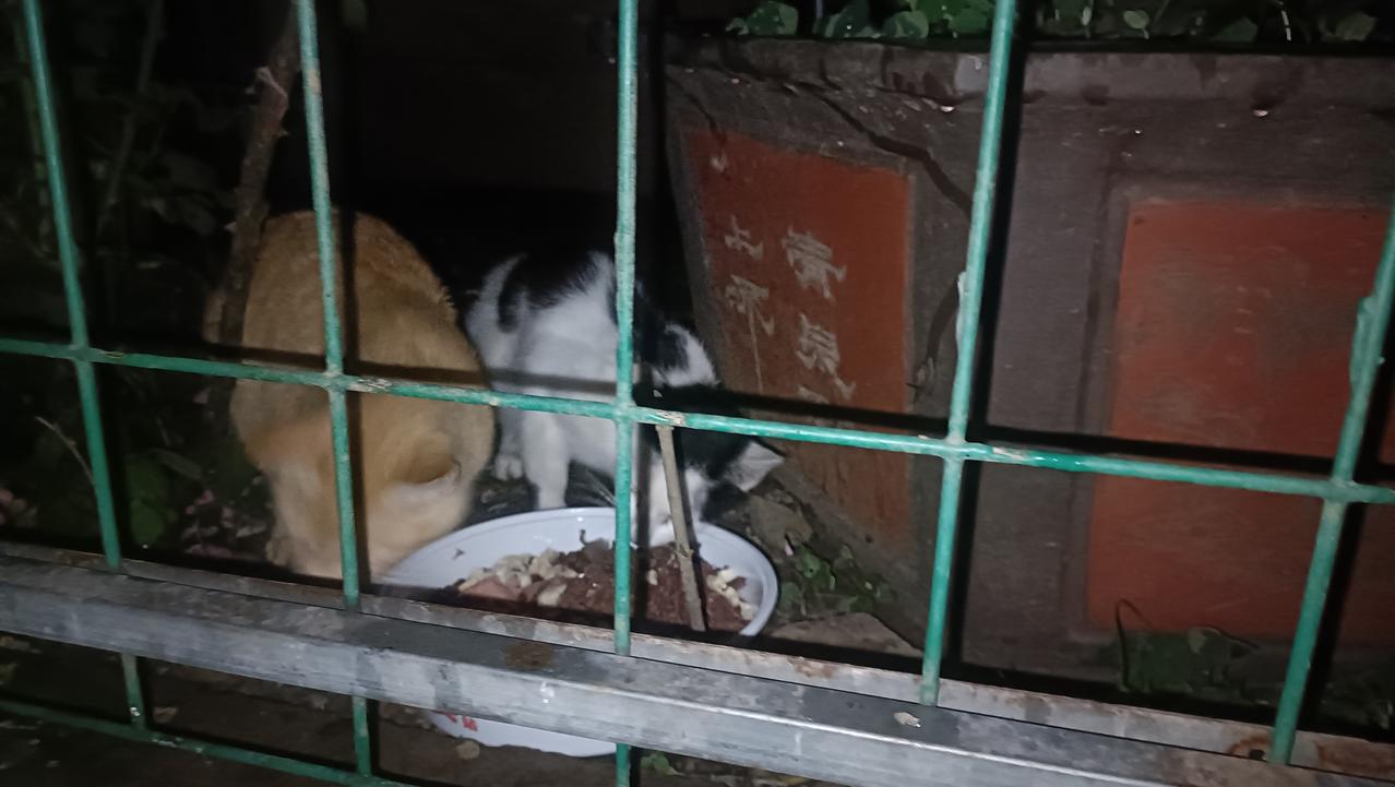 夜里雨终于停了，流浪猫也等来了丰盛的晚餐。回家的路上还偶遇一只三个月大的小猫，在