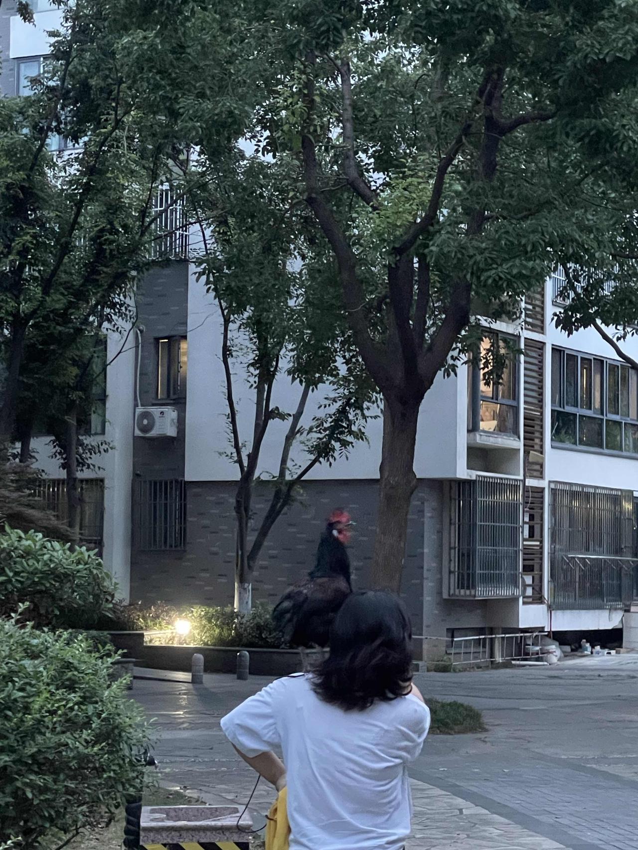 昨天傍晚，那个女人又开始遛鸡。她的鸡是一只黑色带红点的大公鸡。在她眼里，这只公鸡