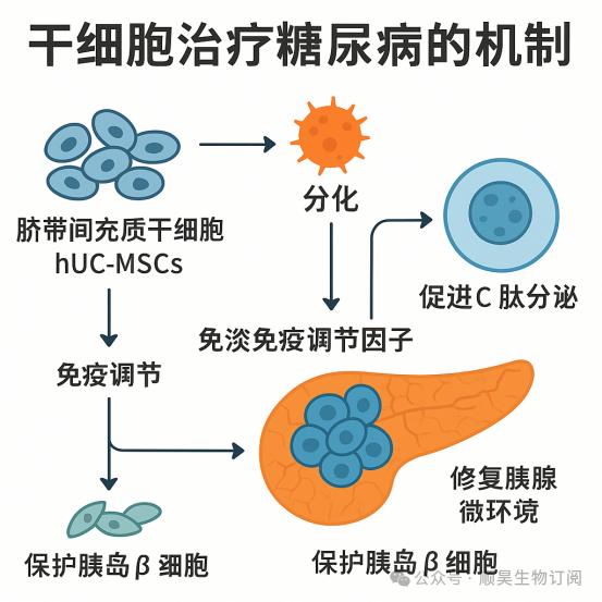 糖尿病干细胞疗法迎突破首款疗法最快2026年上市2026年2月，福泰制药研发