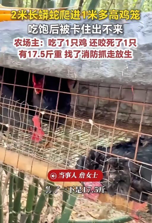 太可怕了！福建，一女子在上山搞养殖，早上来喂鸡时，一到地方就发现地上躺着一只鸡，