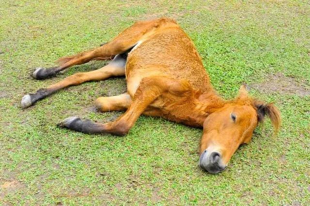 为什么马腿断了必须死？不是治不了，是实在折腾不起！看要知道，骑马现在是富人
