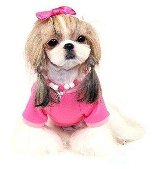 西施犬常见疾病的有哪些呢, 我们来了解一下吧